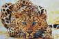 Preview: Diamond Painting picture, Leopard, approx. 60x90cm, 45 colours, round stones, full picture