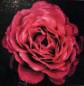 Preview: Diamond Painting Bild, Rosenblüte, runde Steinchen, ca. 40x40cm, 25 Farben, Vollbild