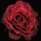 Preview: Diamond Painting Bild, Rosenblüte, runde Steinchen, ca. 40x40cm, 25 Farben, Vollbild