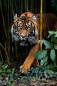 Preview: Diamond Painting Bild, Tiger, eckige Steinchen, 50x80cm, 50 Farben, Vollbild