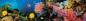 Preview: Diamond Painting Bild, bunte Unterwasserwelt, eckige Steinchen, 50x200cm, 100 Farben, Vollbild