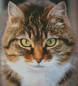 Preview: Diamond Painting Bild, Tigerkatze, runde Steinchen, 55x50cm, 50 Farben, Vollbild