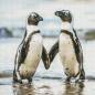 Preview: Diamond Painting Bild, Pinguinpaar, eckige Steinchen, 60x60cm, 45 Farben, Vollbild