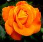 Preview: Diamond Painting Bild, Rose, orange, ca. 45x45cm, 75 Farben, eckige Steinchen
