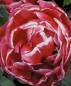 Preview: Diamond Painting Bild, Tulpe, gefüllt, runde Steinchen, ca. 67x55cm, 85 Farben