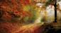 Preview: Diamond Painting Bild, Herbstwald, eckige Steinchen, ca. 100x55 cm, 180 Farben