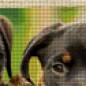 Preview: Diamond Painting Bild, Rottweiler Welpen, runde Steinchen, ca. 55x33cm, 89 Farben, Vollbild