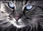 Preview: Diamond Painting Bild, Katzenportrait, eckige Steinchen, ca. 80x55cm, 80 Farben, Vollbild
