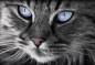 Preview: Diamond Painting Bild, Katzenportrait, eckige Steinchen, ca. 80x55cm, 80 Farben, Vollbild