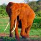 Preview: Diamond Painting Bild, Elefant, eckige Steinchen, ca. 70x70 cm, 200 Farben