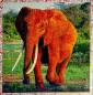 Preview: Diamond Painting Bild, Elefant, eckige Steinchen, ca. 70x70 cm, 200 Farben