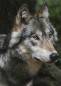 Preview: Diamond Painting Bild, Wolf, eckige Steinchen, ca. 70x50 cm, 70 Farben