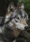 Preview: Diamond Painting Bild, Wolf, eckige Steinchen, ca. 70x50 cm, 70 Farben