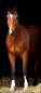 Preview: Diamond Painting Bild, Pferd, stehend, eckige Steinchen, ca. 90x40cm, 120 Farben
