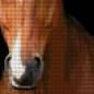 Preview: Diamond Painting picture, horse, standing, square stones, approx. 90x40cm, 120 colors