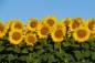 Preview: Diamond Painting Bild, Sonnenblumen, runde Steinchen, ca. 60x90cm, 55 Farben, Vollbild