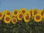 Preview: Diamond Painting Bild, Sonnenblumen, runde Steinchen, ca. 60x90cm, 55 Farben, Vollbild