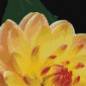 Preview: Diamond Painting Bild, Dahlie, orange, 50x50cm, 40 Farben, runde Steine, Vollbild