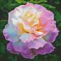 Preview: Diamond Painting Bild, Pastellblüte, runde Steinchen, 70x70cm, 50 Farben, Vollbild