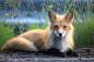 Preview: Vorlage (ohne Steine) Wachsamer Fuchs, 60x90cm, 50 Farben, für runde Steine, Vollbild