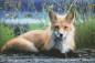 Preview: Vorlage (ohne Steine) Wachsamer Fuchs, 60x90cm, 50 Farben, für runde Steine, Vollbild