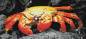 Preview: Diamond Painting Bild, Krabbe, runde Steinchen, 45x100cm, 50 Farben, Vollbild