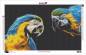 Preview: Diamond Painting picture, Macaws, round stones, 50x83cm, 51 colours, full picture