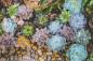 Preview: Diamond Painting Bild, Sukkulenten, runde Steinchen, 50x75cm, 65 Farben, Vollbild