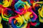 Preview: Vorlage (ohne Steine) Regenbogen-Rosen, 60x90cm, 50 Farben, für runde Strass-Steine, Vollbild