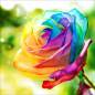 Preview: Rainbow rose, square stones, 40x40cm, 46 colors, full screen
