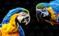 Preview: Diamond Painting picture, Macaws, square stones, 50x83cm, 51 colours, full picture