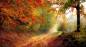 Preview: Diamond Painting picture, autumn forest, square stones, approx. 100x55 cm, 180 colours