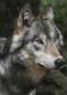 Preview: Diamond Painting Bild, Wolf, 50x70cm, 70 Farben, eckige Steine, Vollbild