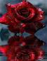 Preview: Diamond Painting Bild, Rosenspiegelung, 60x70cm, 40 Farben, runde Steine, Vollbild