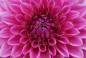 Preview: Diamond Painting picture, heart of dahlia, 75x50cm, 25 colours, round stones, full image