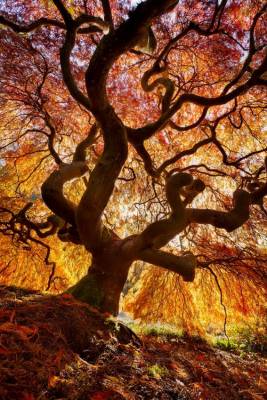 Diamond Painting picture, tree in autumn light, 55 colors, square stones, 90x72cm, full image