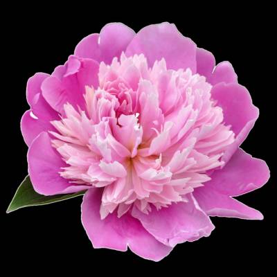Diamond Painting picture, peony, pink, square stones, approx. 40x40cm, 45 colours, full picture