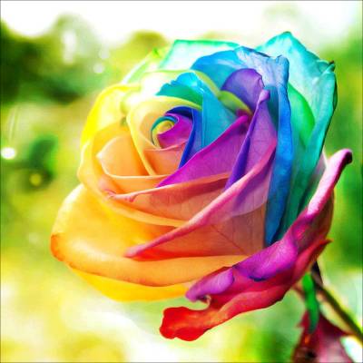 Regenbogen-Rose, eckige Steine, 40x40cm, Vollbild, 46 Farben