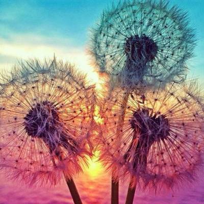 Diamond Painting picture, dandelions, square stones, approx. 50x50cm, 35 colours, full picture