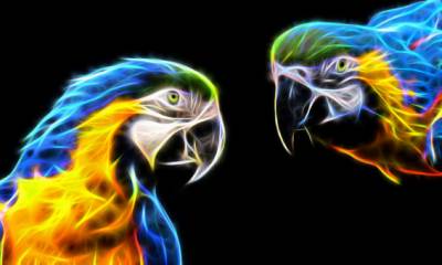 Diamond Painting picture, Macaws, square stones, 50x83cm, 51 colours, full picture