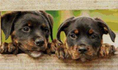 Preview: Diamond Painting Picture, Rottweiler puppies, round stones, 55x33cm, 89 colors, fullscreen