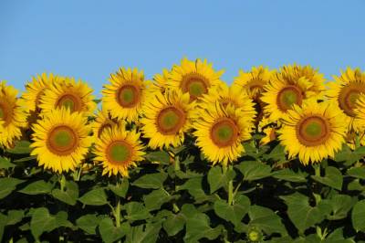 Diamond Painting picture, sunflowers, round stones, approx. 60x90cm, 55 colours, full picture