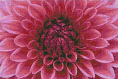 Diamond Painting Bild, Herz der Dahlie, runde Steinchen, ca. 75x50cm, 25 Farben, Vollbild