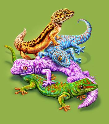 Tami Alba, Gecko’s Collage, Square Stones, Approx. 60x70cm, 45 Colours, Full Image