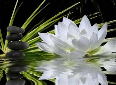Diamond Painting picture, water lily, white, square stones, approx. 50x70cm, 35 colors, full image