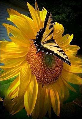 Diamond Painting Bild, Sonnenblume mit Schmetterling, eckige Steinchen, 50x35cm, Vollbild