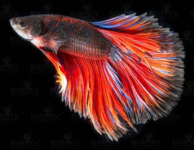 Diamond Painting Bild, Der stolze Kämpfer, runde Steinchen, ca. 70x90cm, 70 Farben, Vollbild