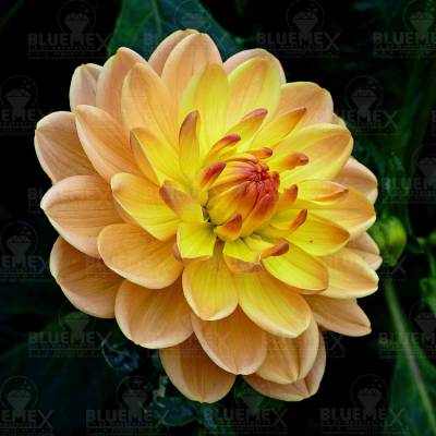 Diamond Painting Bild, Dahlie, orange, runde Steinchen, 50x50cm, 40 Farben, Vollbild