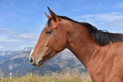 Diamond Painting picture, wild horse, square stones, 60x90cm, 48 colors, full image