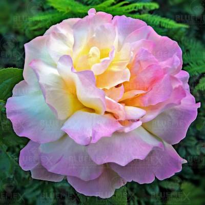 Diamond Painting picture, pastel flower, square stones, 70x70cm, 50 colours, full picture